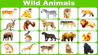 Animals Vocabulary in English | Wild Animals | Animals Names #animalsvocabulary