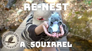 How to Re-Nest a baby Gray Squirrel