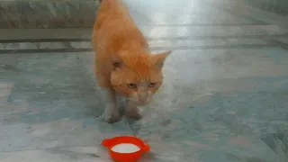 Street cat always come house and eat owner cat food