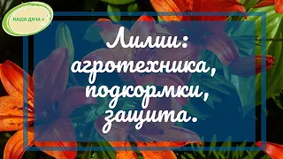 🌸Все о лилиях: агротехника, подкормки, защита от болезней и вредителей и другие секреты. Долгих Анна