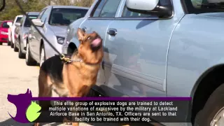 TSA and Bomb Dogs