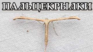 ПАЛЬЦЕКРЫЛКИ - Бабочки с телом комара