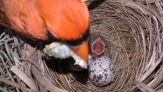 Cardinal Egg Hatching FYV