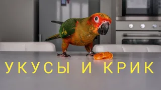 солнечная аратинга#4 крик попугая.укусы