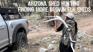 Arizona Shed Hunting: Finding Some More Brown Elk Sheds