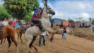 Feira de cavalos Distrito de canafístula frei Damião. Alagoas - nordeste Brasil