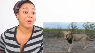 ANIMALS VS HUMANS COMPILATION | Reaction