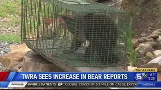 TWRA seeing increase in bear reports