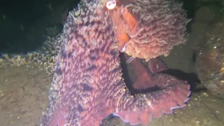 Giant Pacific Octopus and wolf eel attack