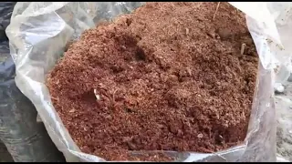 🌱 Pecanas germinadas ¡SUPER FÁCIL! 🌱 - PARTE II