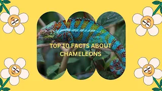 TOP 10 facs about chameleons