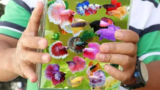 BETTAFISH BREEDING (COMPLETE)- From Pairing, bubble nest,mating ,hatching,feeding to Transfer