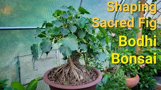 Pruning Bodhi Bonsai. Sacred Fig tree. Ficus religiosa.