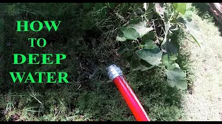 Wondering How To Deep Water Your Tree? | This is How!