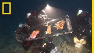 New Invention Keeps Deep-Sea Creatures Alive at Surface | National Geographic