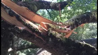 Hazardous Tree on House (Black Oak)