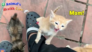 Cutest baby kittens crying loudly and running follow dad – Little kitten think me as their mom