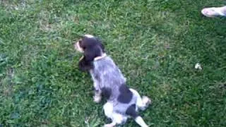 Phoebe the cocker spaniel plays with squeeky duck aged 3 months