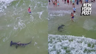 Fisherman on crowded beach catches giant hammerhead | New York Post