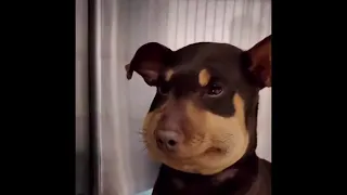 Chubby dog meme (chubby face dog meme) dog with chubby face meme