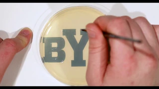 BYU Agar Art