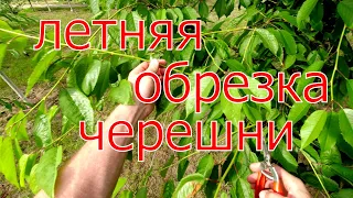 3 причины для летней обрезки ЧЕРЕШНИ ! Как, когда и зачем