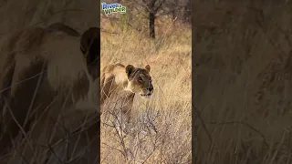 LIONS vs JACKALS - Kids Wild Africa Safari - River & Wilder Show