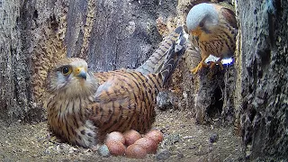 Kestrels Fight to Secure Nest & Lay Eggs | Apollo & Athena | Robert E Fuller