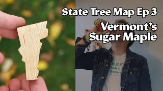 State Tree Map ep 3: Vermont's Sugar Maple