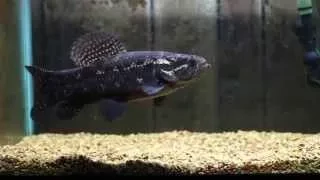 black wolf fish eating F/T mouse