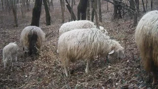 Совместное содержание коз и овец