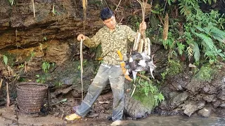 Survival Skills, Making Super Primitive Bamboo Traps To Trap Birds In The Rainy Season