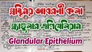 Glandular Epithelium Epithelial Tissue in Bengali || গ্রন্থিময় আবরণী কলা গ্ল্যান্ডুলার এপিথেলিয়াম