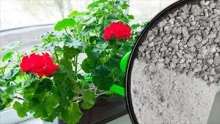 Зачем комнатным растениям нужна ЗОЛА? Как правильно применять золу для цветов?
