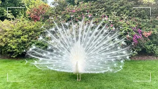 看到白孔雀開屏能帶來好運 ｜ Seeing White peacock opening feathers will bring you luck 🦚