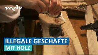 Holzdiebstahl: GPS-Tracker um Täter zu überführen | Umschau | MDR