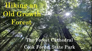 Hiking an Old Growth Forest: The Forest Cathedral at Cook Forest State Park PA