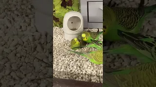 Budgie Courtship Ritual