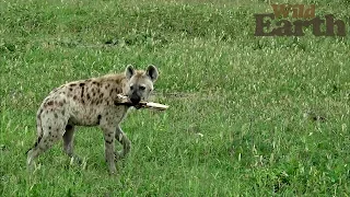 WildEarth - Sunrise Safari - January 4, 2020