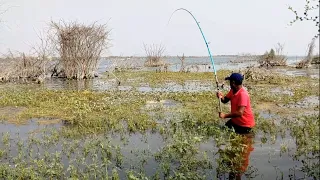 Amazing fishing|catching big Rohu fishes in indian river|krishna river