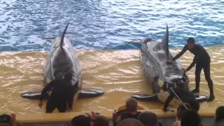 Loro Parque Orca Ocean 2015