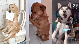 Cute Baby Dogs Doing Funny Things 😍- Most funny dogs Compilation of 2020 - Part 105