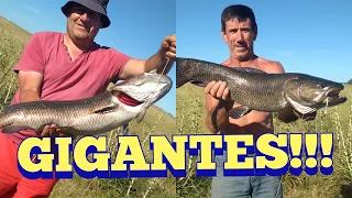 Tarariras tornasoles gigantes en Pesca en agua dulce