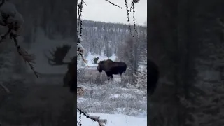 Лось в горах Якутии.