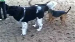 Louie the Landseer Newfoundland chasing after friends