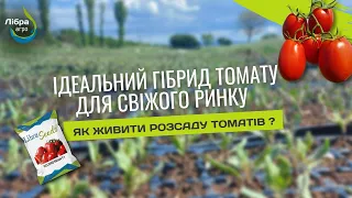 Томат РЕКОРДСМЕН F1, крупна сливка від LibraSeeds. Технологія живлення розсади томату.