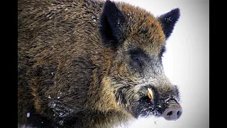 Дикий кабан атакует. Эксперимент