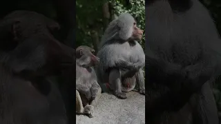Краснозадые обезьяны