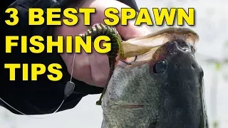 The Best Spawn Fishing Tips (Because They Work!)  | Bass Fishing