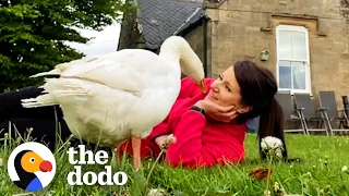 Goose Thinks Woman Is His Wife | The Dodo